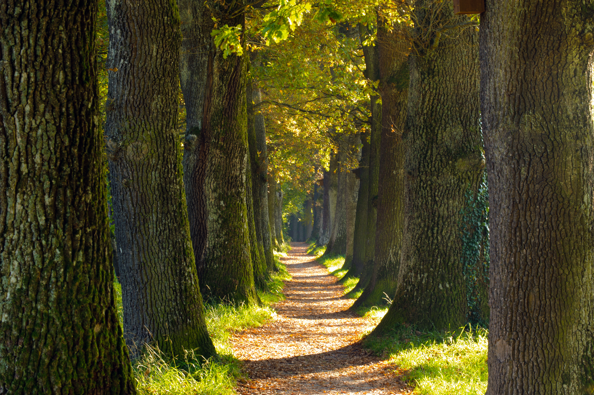 path between trees